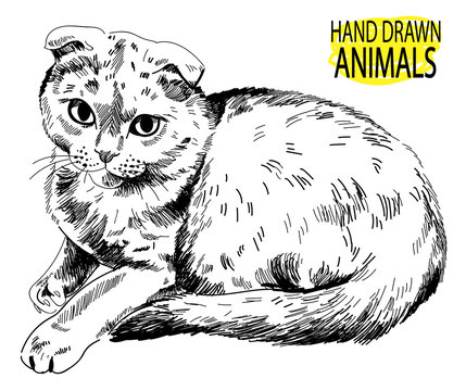 Scottish Fold. The cat is lying. Vector freehand drawing.