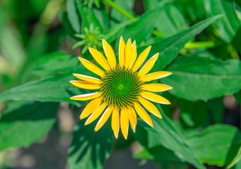 A close-up of the colorful chrysanthemums in the flowers