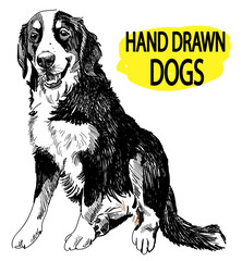 Bernese Mountain Dog. Drawing by hand in vintage style. Fluffy dog.