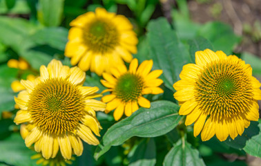 Obraz premium A close-up of the colorful chrysanthemums in the flowers