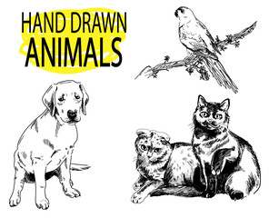 Pets. A set of images. Drawing by hand in vintage style. The parrot, cat, dog.