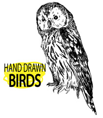 Owl. Drawing by hand in vintage style. Owl sits with folded wings. Realistic illustration. - 293065377