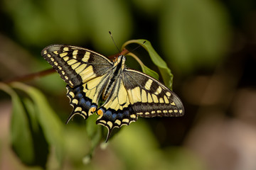 macro di un macaone, Papilio machaon