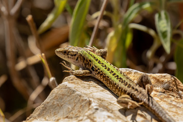 macro di una lucertola su una roccia al sole