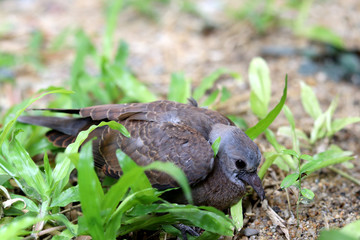 Little baby bird which has fallen out of the nest.