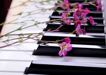 Little pink flowers on the piano keyboard