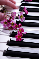Little pink flowers on the piano keyboard. Musician is playing a tune