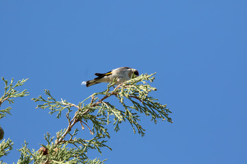 cardellino Carduelis carduelis su albero in toscana