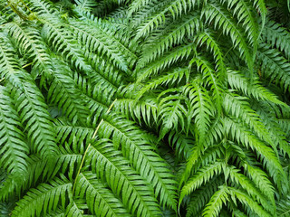 Green Fern Leaves as Pattern Background