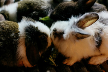 Naklejka premium World of Pet