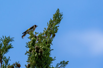 cardellino Carduelis carduelis su albero in toscana