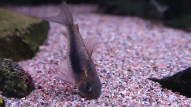 Bronze corydoras, Corydoras aeneus in aquarium