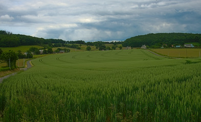 Fototapeta na wymiar Wheat field and cloudy sky at peaceful rural Normandy