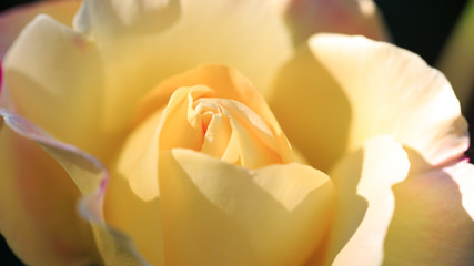 Colorful, beautiful, delicate rose in the garden. Yellow, tea rose.