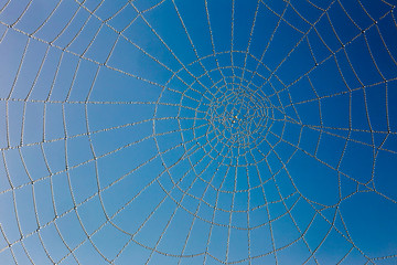 The Spider Web close up. Blue sky backgorund