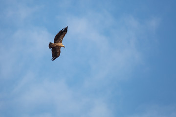 Buitre leonado en vuelo, con el cielo azul de fondo. Gyps fulvus.