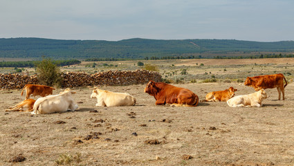 Ganado descansando en las praderas de la Sierra de la Culebra, Zamora. España.