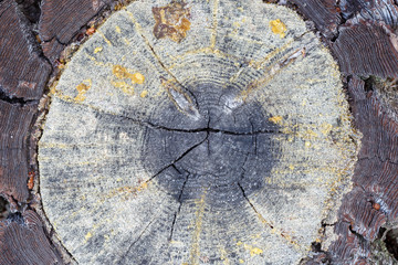 Corte transversal tronco pino negral, resinero, con restos de resina. Pinus pinaster.