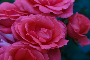 Colorful, beautiful, delicate rose in the garden. Red Rose.