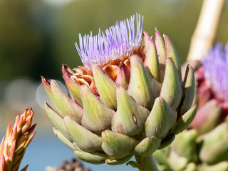Cynara cardunculus cardi. Inflorescence de cardon ou tête d'artichaut à fleurs ou fleurons de couleur bleu violacé
