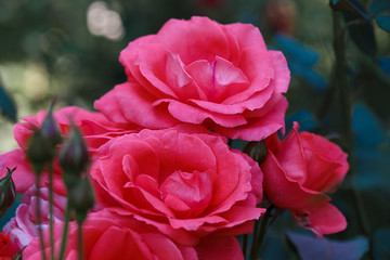 Colorful, beautiful, delicate rose in the garden. Red Rose.