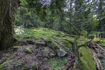 France  2018:  The Pyrénées National Park, Moody forest images from a high mountain woods. .