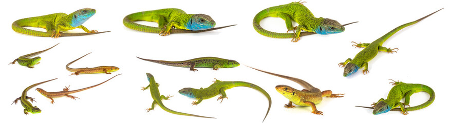Green lizard set collection isolated on white background
