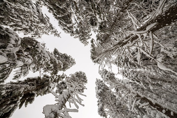 Beautiful winter picture. Tall spruce trees covered with deep snow and frost on clear sky background. Happy New Year and Merry Christmas greeting card.