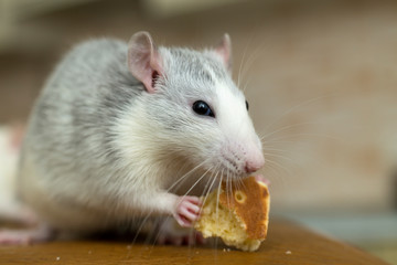 White domestic rat eating bread. Pet animal at home.