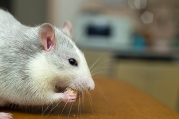 White domestic rat eating bread. Pet animal at home.