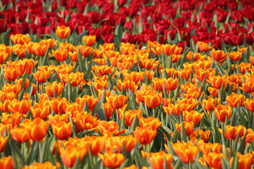 orange and red tulip field 