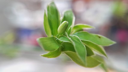 green leaves of a tree