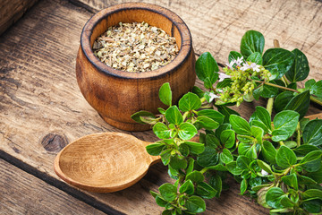 Fresh and dried oregano herb