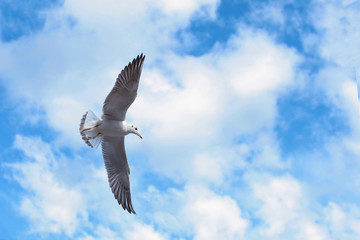 Seagull in the blue sky. Copy space.