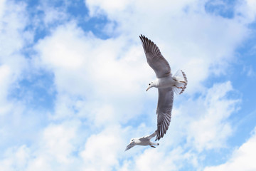 Two sea gulls soar in the sky. The concept of freedom and love.
