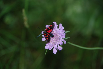 Papillon rouge