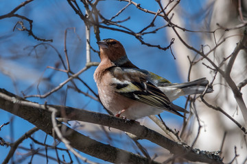 Spring