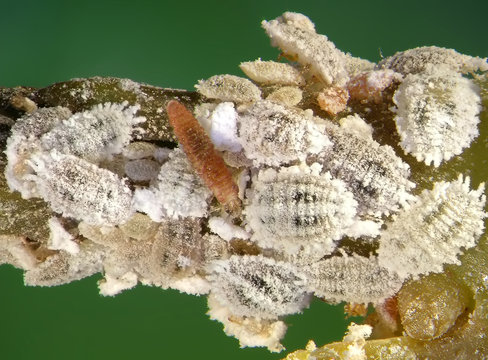 Cotton mealybug, Phenacoccus solenopsis (Hemiptera: Pseudococcidae) and its natural enemy, lacewing, Hemerobius bolivari (Neuroptera: Hemerobiidae)