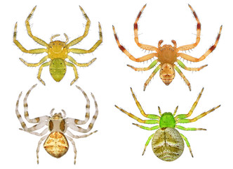 Spiders. Close up. Isolated on a white background