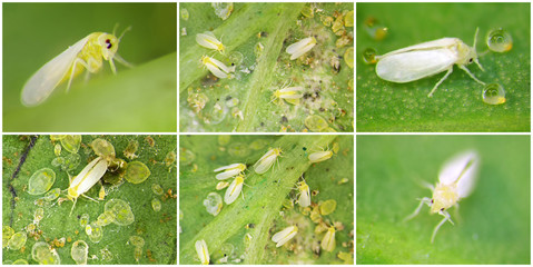Silverleaf whitefly, Bemisia tabaci (Hemiptera: Aleyrodidae) is a currently important agricultural pest. Nymphs and adults