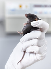 Black laboratory mouse immobilized in a gloved hand of a scientist or tech