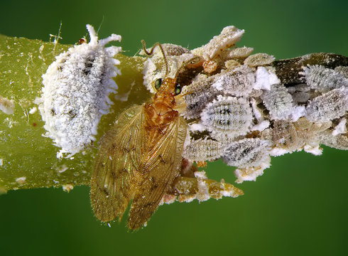 Cotton mealybug, Phenacoccus solenopsis (Hemiptera: Pseudococcidae) and its natural enemy, lacewing, Hemerobius bolivari (Neuroptera: Hemerobiidae)