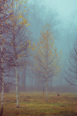 Autumn birch trees with yellow leaves and bare branches, foggy forest background