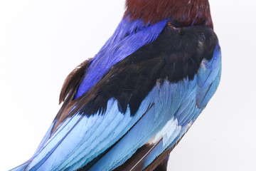 Javan Kingfisher, sometimes called the blue-bellied kingfishe Endemic bird from Java and Bali....