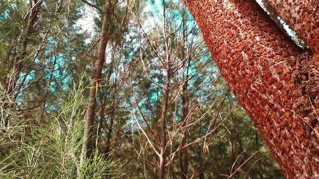 Pines