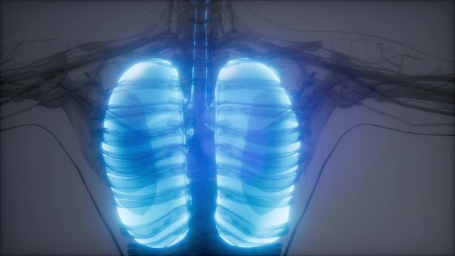 science anatomy scan of human lungs glowing
