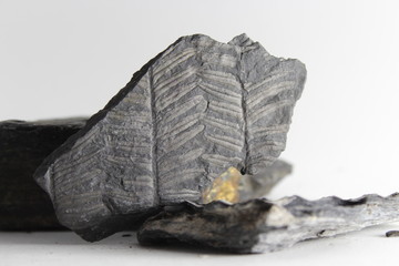 Imprints of ancient plants on the stone