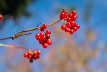 Ripe viburnum berries on a branch on a sunny day . Close-up on a background of blue sky