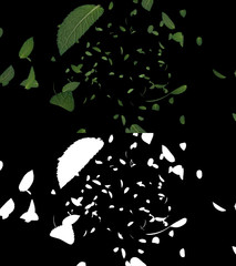 3D illustration of a mint leaves flow with alpha layer