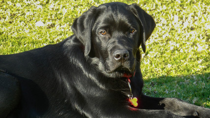 Black Labrador puppy sitting on grass